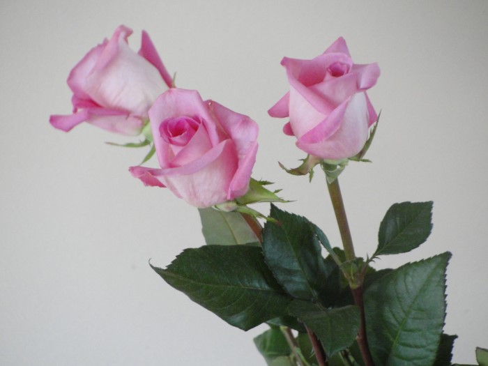 This photo shows three pink roses with dark green leaves against a white background, representing compassionate living and our personal battles to speak the truth to each other.